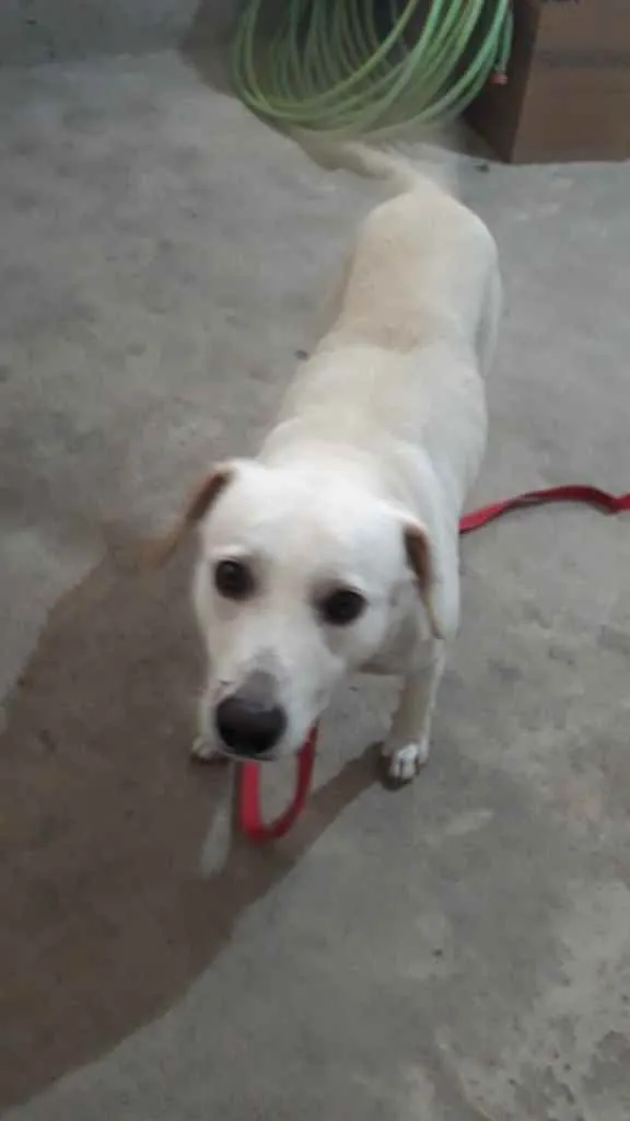 Cachorro raça labrador idade 2 anos nome resgatado da rua