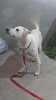 resgatado da rua