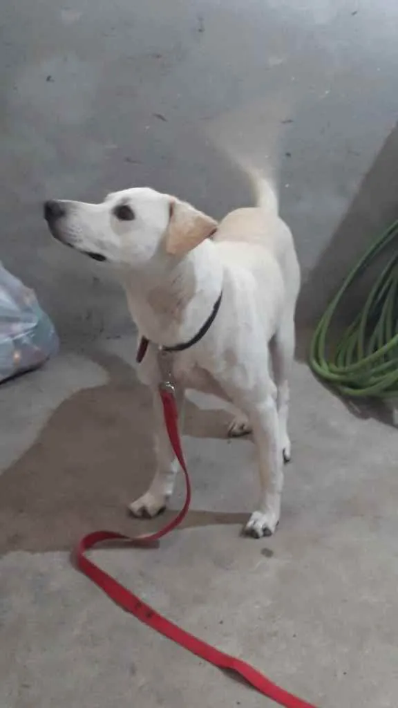 Cachorro raça labrador idade 2 anos nome resgatado da rua