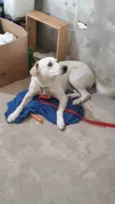 resgatado da rua
