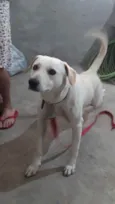 resgatado da rua
