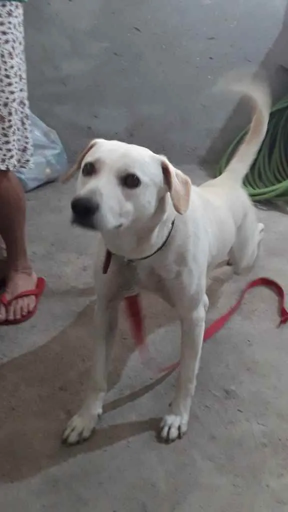 Cachorro raça labrador idade 2 anos nome resgatado da rua