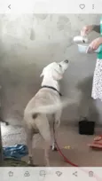 resgatado da rua