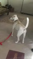 resgatado da rua