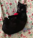 NEFERTITI