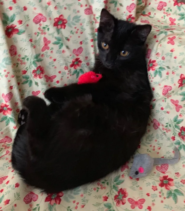 Gato ra a SRD idade 2 a 6 meses nome NEFERTITI