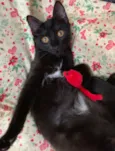 NEFERTITI