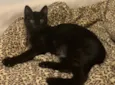NEFERTITI