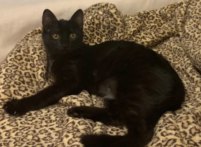 Gato ra a SRD idade 2 a 6 meses nome NEFERTITI