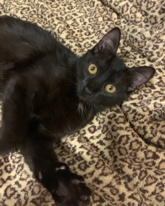 Gato ra a SRD idade 2 a 6 meses nome NEFERTITI