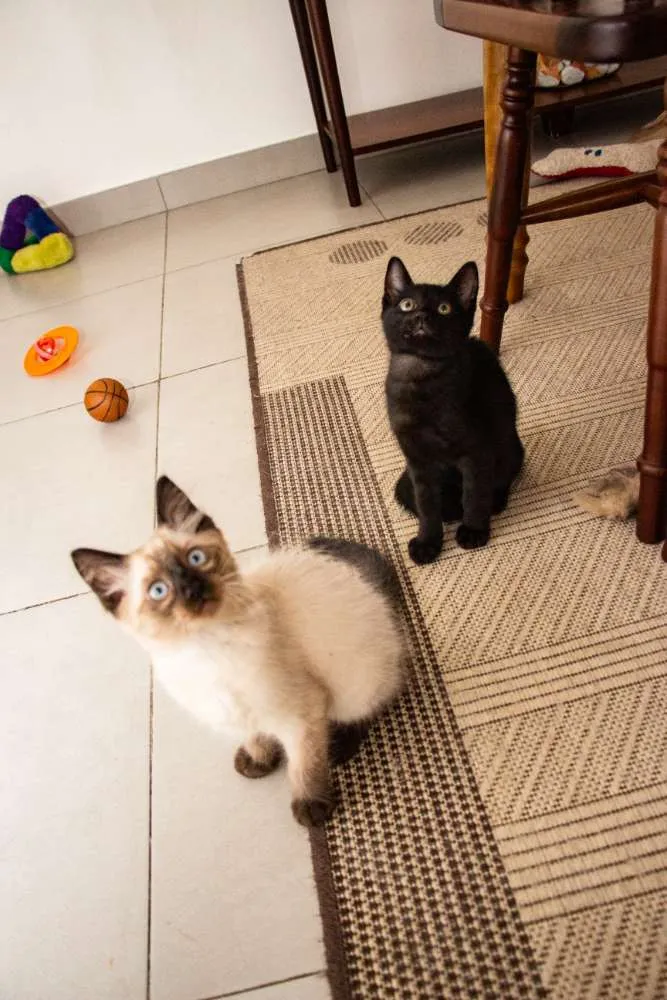 Gato ra a SRD idade Abaixo de 2 meses nome Robb