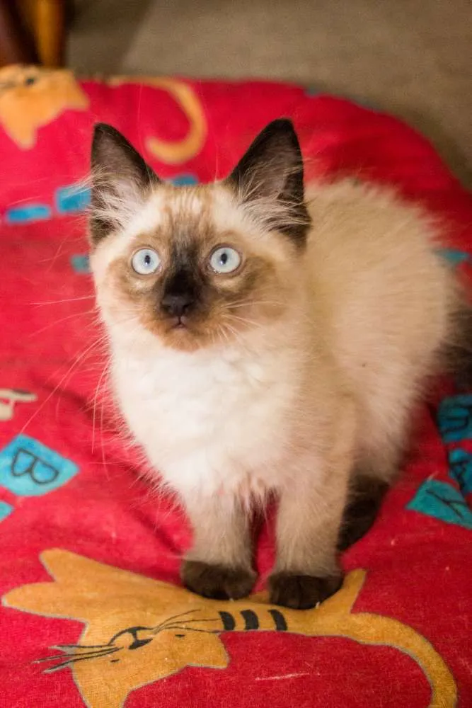 Gato ra a SRD idade Abaixo de 2 meses nome Robb