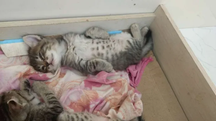 Gato ra a SRD idade 2 a 6 meses nome Princesinha