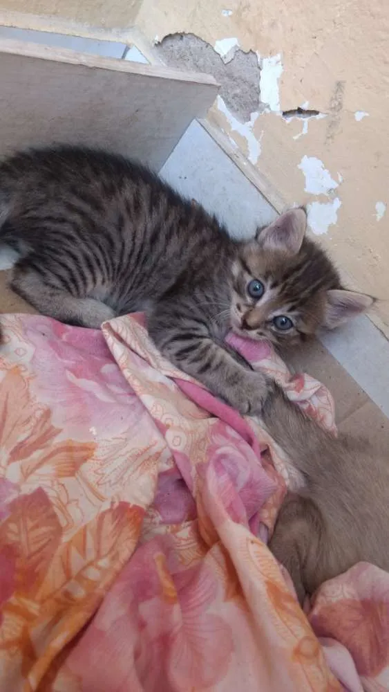 Gato ra a SRD idade 2 a 6 meses nome Princesinha