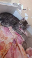 Princesinha