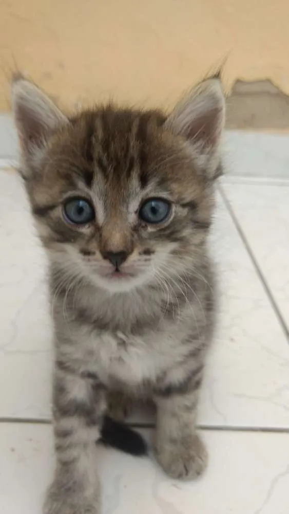 Gato ra a SRD idade 2 a 6 meses nome Princesinha