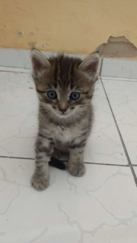 Gato ra a SRD idade 2 a 6 meses nome Princesinha