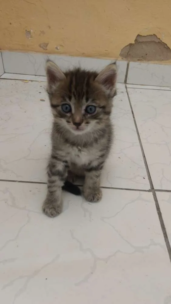 Gato ra a SRD idade 2 a 6 meses nome Princesinha