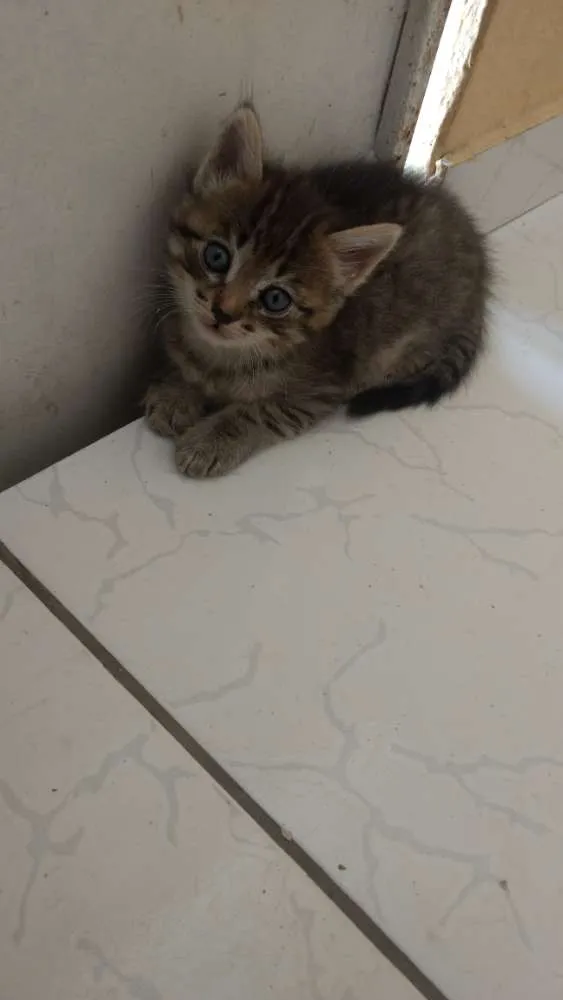 Gato ra a SRD idade 2 a 6 meses nome Princesinha