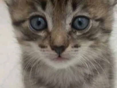 Gato ra a SRD idade 2 a 6 meses nome Princesinha