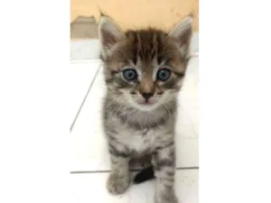 Gato raça SRD idade 2 a 6 meses nome Princesinha