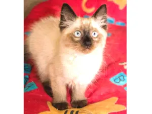 Gato raça SRD idade Abaixo de 2 meses nome Robb