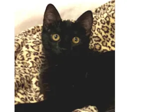 Gato raça SRD idade 2 a 6 meses nome NEFERTITI