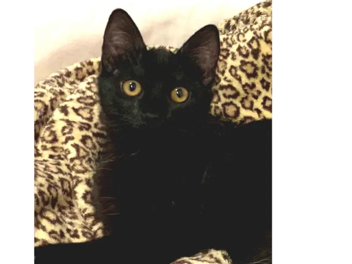 Gato ra a SRD idade 2 a 6 meses nome NEFERTITI