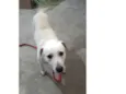resgatado da rua