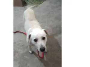 Cachorro raça labrador idade 2 anos nome resgatado da rua