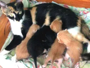 Gato raça  idade Abaixo de 2 meses nome Sem nome 