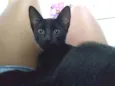 Shadow