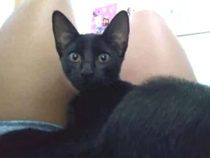 Gato raça Vira-lata idade 7 a 11 meses nome Shadow