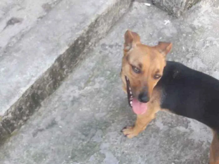 Cachorro ra a Vira lata idade 1 ano nome Princesa