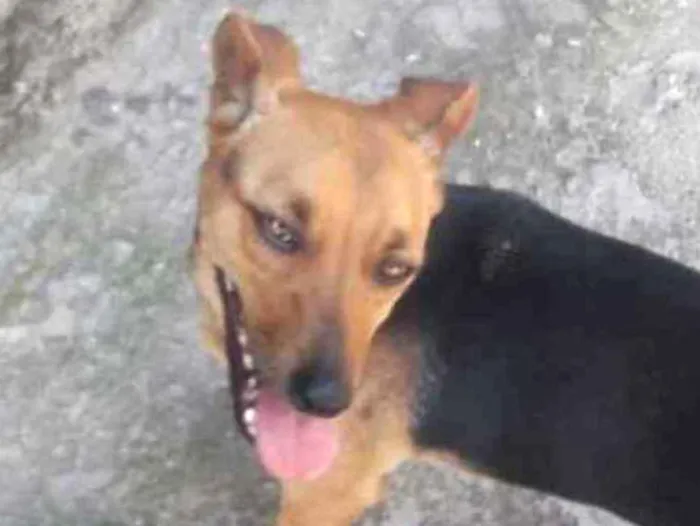 Cachorro ra a Vira lata idade 1 ano nome Princesa