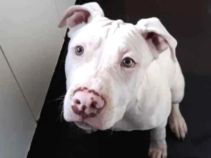 Cachorro ra a Pitbull idade 7 a 11 meses nome Touro e Lua