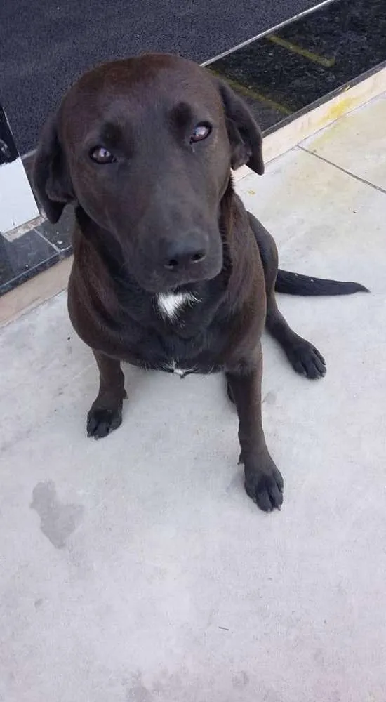 Cachorro ra a Srd idade 2 anos nome Lola