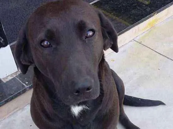 Cachorro ra a Srd idade 2 anos nome Lola