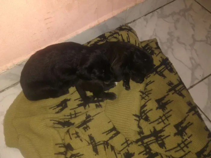 Cachorro ra a vira lata idade Abaixo de 2 meses nome ainda não tem nome