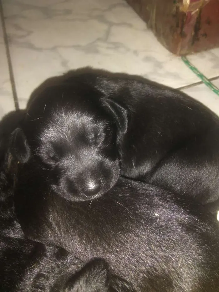 Cachorro ra a vira lata idade Abaixo de 2 meses nome sem nome