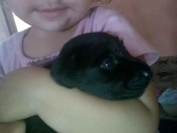 Cachorro ra a vira lata idade Abaixo de 2 meses nome sem nome