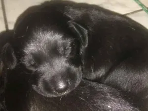 Cachorro raça vira lata idade Abaixo de 2 meses nome sem nome