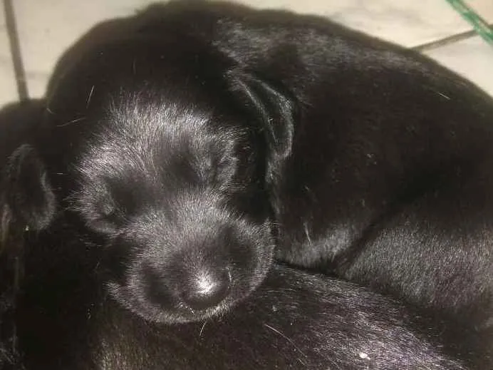 Cachorro ra a vira lata idade Abaixo de 2 meses nome sem nome