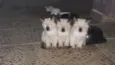 Gatinhos e gatinhas