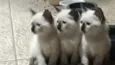 Gatinhos e gatinhas