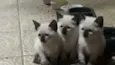 Gatinhos e gatinhas