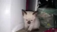 Gatinhos e gatinhas