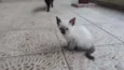 Gatinhos e gatinhas