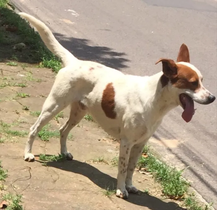 Cachorro ra a SRD idade 2 anos nome Maradona 