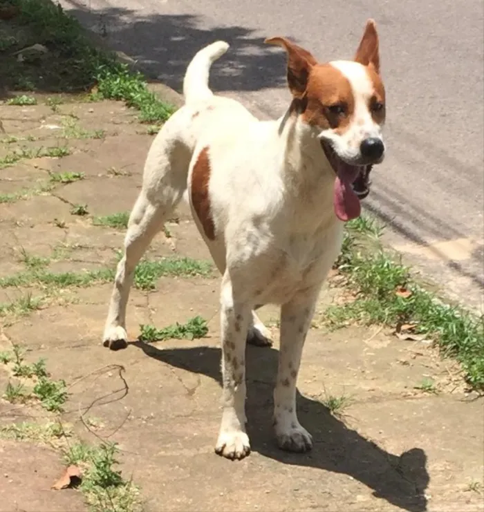Cachorro ra a SRD idade 2 anos nome Maradona 